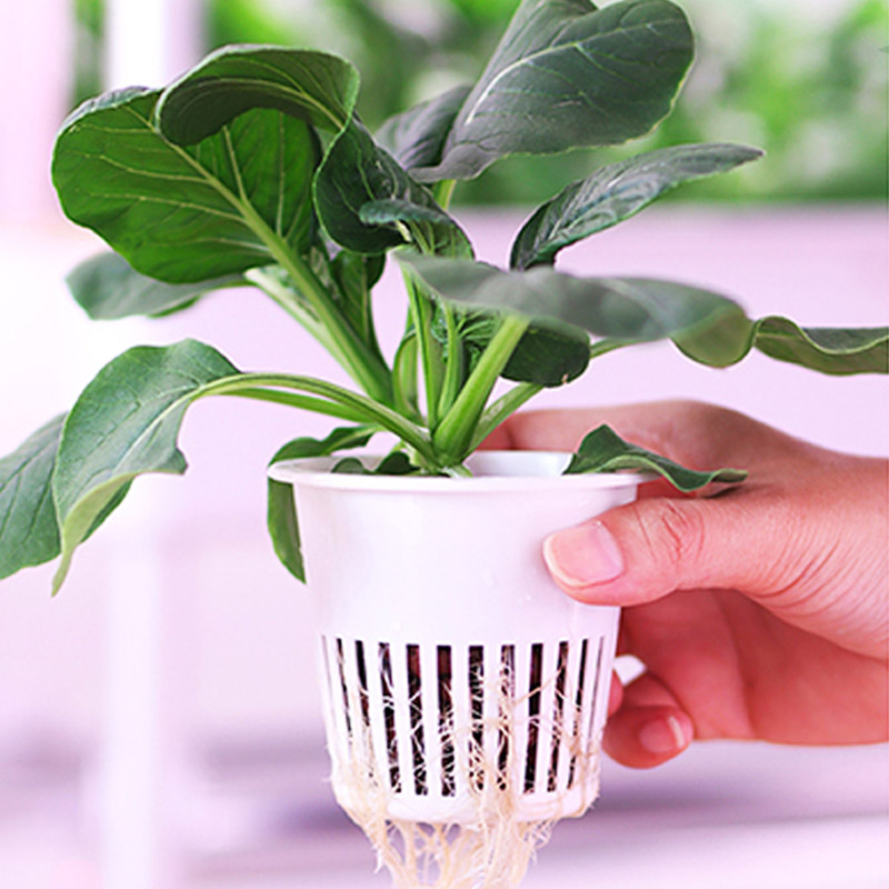 Sistema de plantación ydroponi - Smart Home Automation System reseña y precio